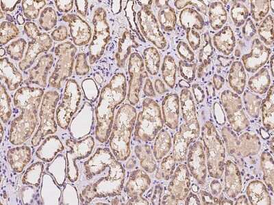 Immunohistochemistry-Paraffin: MSRB2 Antibody [NBP2-97958] - Immunochemical staining of human MSRB2 in human kidney with rabbit polyclonal antibody at 1:100 dilution, formalin-fixed paraffin embedded sections.
