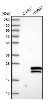 Western Blot: MSRB2 Antibody [NBP1-86594] - Analysis in control (vector only transfected HEK293T lysate) and MSRB2 over-expression lysate (Co-expressed with a C-terminal myc-DDK tag (3.1 kDa) in mammalian HEK293T cells).