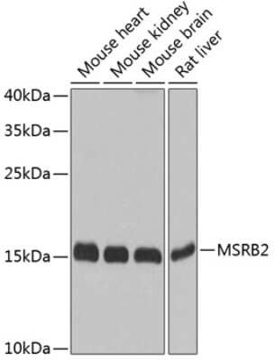 Western Blot MSRB2 Antibody - BSA Free