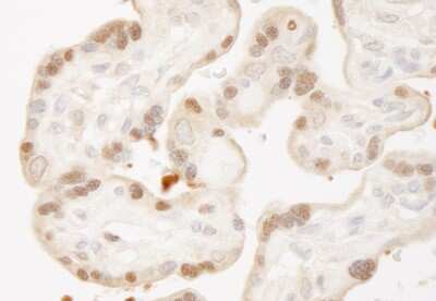 Immunohistochemistry-Paraffin: MST1/2 Antibody [NBP1-28672] -  Section of human placenta. Antibody: Affinity purified rabbit antiMST1,2/STK3,4 used at a dilution of 1:250. Detection: DAB