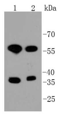 Western Blot: MST1/2 Antibody (SC05-83) [NBP2-67624] - Analysis of Mst2 on different lysates using anti-Mst2 antibody at 1/1,000 dilution. Positive control: Lane 1: CRC Lane 2: HCT116