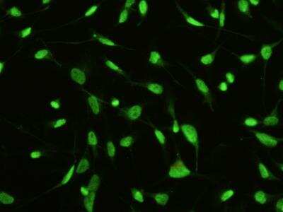 Immunocytochemistry/Immunofluorescence: MST1/STK4 Antibody (01) [NBP3-06376] - Immunofluorescence staining of Human STK4 in Hela cells. Cells were fixed with 4% PFA, permeabilzed with 1% Triton X-100 in PBS, blocked with 10% serum, and incubated with Mouse anti-Human STK4 monoclonal antibody (1:60) at 37 degrees celsius for 1 hour. Then cells were stained with the Alexa Fluor (TM) 488-conjugated Goat Anti-mouse IgG secondary antibody (green). Positive staining was localized to nuclear and cytoplasm.