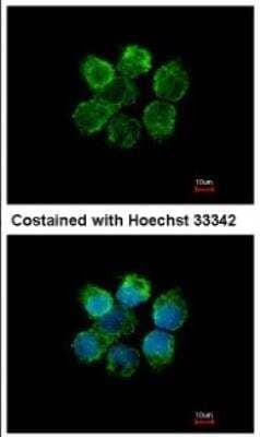 Immunocytochemistry/Immunofluorescence: MST2/STK3 Antibody [NBP1-32313] - Analysis of methanol-fixed A431, using antibody at 1:500 dilution.