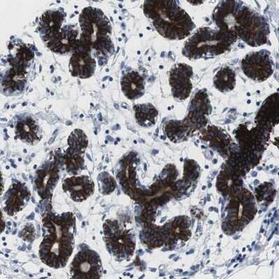 Immunohistochemistry-Paraffin: MST2/STK3 Antibody [NBP1-89586] - Staining of human breast shows strong cytoplasmic and membranous positivity in glandular cells.