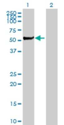 Western Blot: MST2/STK3 Antibody [H00006788-B01P] - Analysis of STK3 expression in transfected 293T cell line by STK3 polyclonal antibody.  Lane 1: STK3 transfected lysate(54.01 KDa). Lane 2: Non-transfected lysate.