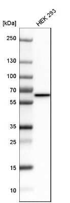 Western Blot: MST2/STK3 Antibody [NBP1-89586] - Analysis in human cell line HEK 293.