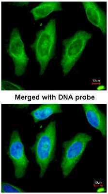 Immunocytochemistry/Immunofluorescence: MST3 Antibody [NBP1-31360] - Analysis of HeLa, using NBP1-31360 at 1:200 dilution.