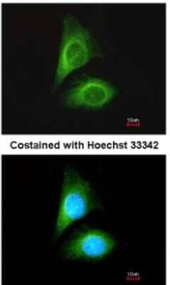 Immunocytochemistry/Immunofluorescence: MST3 Antibody [NBP1-31575] - Analysis of methanol-fixed HeLa, using antibody at 1:100 dilution.