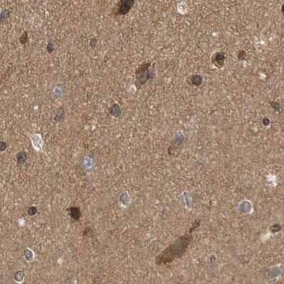 Immunohistochemistry-Paraffin: MST3 Antibody [NBP1-87834] - Staining of human cerebral cortex.