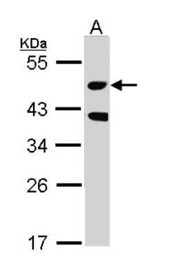 Western Blot: MST3 Antibody [NBP1-31360] - Sample (30 ug of whole cell lysate) A: Raji 10% SDS PAGE; antibody diluted at 1:1000.