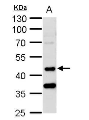 Western Blot: MST3 Antibody [NBP1-31360] - A. 50 ug rat brain lysate/extract 10 % SDS-PAGE STK24 antibody [N2C1], Internal dilution: 1:1000