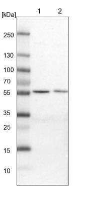 Western Blot: MST3 Antibody [NBP1-87834] - Lane 1: NIH-3T3 cell lysate (Mouse embryonic fibroblast cells). Lane 2: NBT-II cell lysate (Rat Wistar bladder tumor cells).