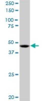 Western Blot: MST4 Antibody [H00051765-B01P] - Analysis of RP6-213H19.1 expression in K-562.