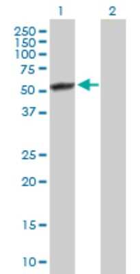 Western Blot: MST4 Antibody [H00051765-B01P] - Analysis of RP6-213H19.1 expression in transfected 293T cell line by RP6-213H19.1 polyclonal antibody.  Lane 1: RP6-213H19.1 transfected lysate(45.76 KDa). Lane 2: Non-transfected lysate.