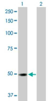 Western Blot: MST4 Antibody [H00051765-D01P] - Analysis of RP6-213H19.1 expression in transfected 293T cell line by RP6-213H19.1 polyclonal antibody.Lane 1: RP6-213H19.1 transfected lysate(46.50 KDa).Lane 2: Non-transfected lysate.