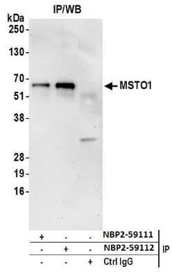 Immunoprecipitation: MSTO1 Antibody [NBP2-59111] - Immunoprecipitate detection. Samples: Whole cell lysate (0.5 or 1.0 mg per IP reaction; 20% of IP loaded) from HeLa cells prepared using NETN lysis buffer. Antibodies: Affinity purified rabbit anti-MSTO1 antibody NBP2-59111 used for IP at 8 ul per reaction. MSTO1 was also immunoprecipitated by rabbit anti-MSTO1 antibody NBP2-59112. For blotting immunoprecipitated MSTO1, NBP2-59111 was used at 1:400. Detection: Chemiluminescence with an exposure time of 30 seconds.