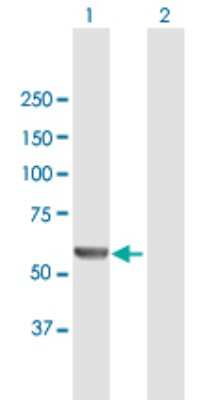 Western Blot: MSTO1 Antibody [H00055154-B01P] - Analysis of MSTO1 expression in transfected 293T cell line by MSTO1 polyclonal antibody.  Lane 1: MSTO1 transfected lysate(62.7 KDa). Lane 2: Non-transfected lysate.