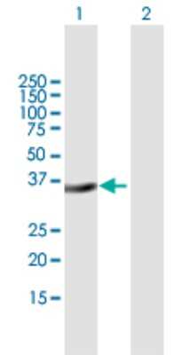 Western Blot: MSX2 Antibody [H00004488-B01P] - Analysis of MSX2 expression in transfected 293T cell line by MSX2 polyclonal antibody.  Lane 1: MSX2 transfected lysate(29.37 KDa). Lane 2: Non-transfected lysate.