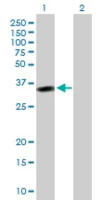 Western Blot: MSX2 Antibody [H00004488-D01P] - Analysis of MSX2 expression in transfected 293T cell line by MSX2 polyclonal antibody.Lane 1: MSX2 transfected lysate(28.90 KDa).Lane 2: Non-transfected lysate.