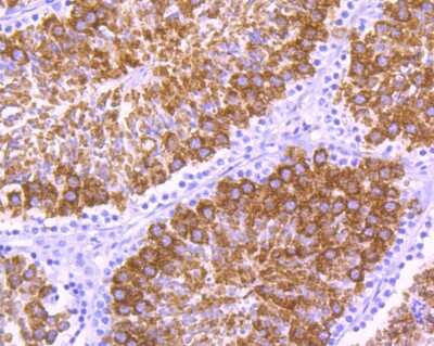 Immunohistochemistry-Paraffin: MSY2 Antibody (A2-B9-G6) [NBP2-75575] - Analysis of paraffin-embedded mouse testis tissue using anti-MSY2 antibody. Counter stained with hematoxylin.
