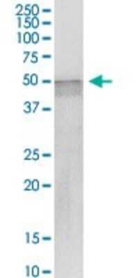 Western Blot: MSY2 Antibody [H00051087-D01P] - Analysis of YBX2 transfected lysate using anti-YBX2 rabbit polyclonal antibody and Protein Magnetic Bead, and immunoblotted with YBX2 purified mouse polyclonal antibody (B01P).