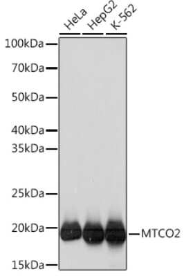 Western Blot: MT-CO2 Antibody (6H0N5) [NBP3-16283] - Western blot analysis of extracts of various cell lines, using MT-CO2 Rabbit mAb (NBP3-16283) at 1:1000 dilution. Secondary antibody: HRP Goat Anti-Rabbit IgG (H+L) at 1:10000 dilution. Lysates/proteins: 25ug per lane. Blocking buffer: 3% nonfat dry milk in TBST. Detection: ECL Basic Kit. Exposure time: 3s.