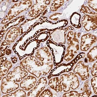 Immunohistochemistry-Paraffin: MT-CO2 Antibody [NBP2-37930] - Staining of human kidney shows moderate to strong granular cytoplasmic positivity in cells in tubules.