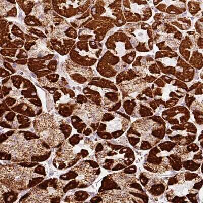 <b>Independent Antibodies Validation. </b>Immunohistochemistry-Paraffin: MT-CO2 Antibody [NBP2-37930] - Staining of human stomach shows strong granular cytoplasmic positivity in parietal cells.