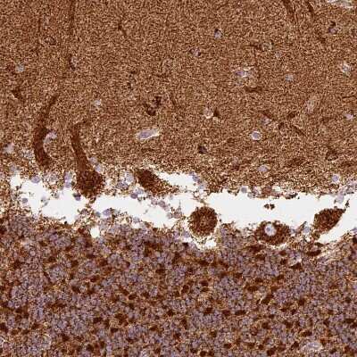 Immunohistochemistry-Paraffin: MT-CO2 Antibody [NBP2-37930] - Staining of human cerebellum shows strong granular cytoplasmic positivity in Purkinje cells.