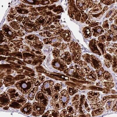 Immunohistochemistry-Paraffin: MT-CO2 Antibody [NBP2-37945] - Staining of human heart muscle shows high expression.