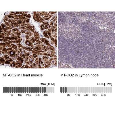 <b>Orthogonal Strategies Validation. </b>Immunohistochemistry-Paraffin: MT-CO2 Antibody [NBP2-37945] - Staining in human heart muscle and lymph node tissues using anti-MT-CO2 antibody. Corresponding MT-CO2 RNA-seq data are presented for the same tissues.