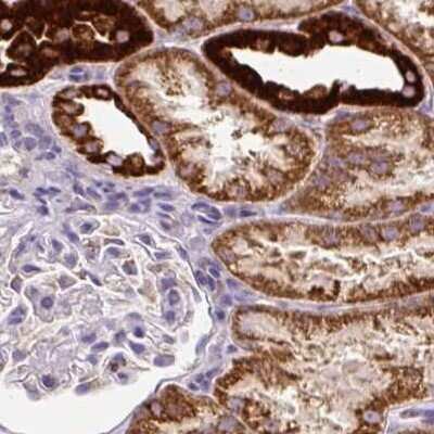 Immunohistochemistry-Paraffin: MT-CO2 Antibody [NBP2-37945] - Staining of human kidney.