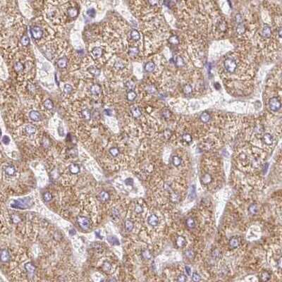 Immunohistochemistry-Paraffin: MT-CO2 Antibody [NBP2-37945] - Staining of human liver.