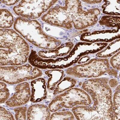 Immunohistochemistry-Paraffin: MT-CO2 Antibody [NBP2-37945] - Staining of human kidney shows moderate to strong granular cytoplasmic positivity in cells in tubules.