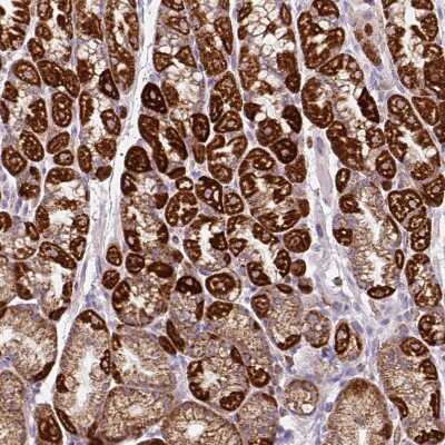 <b>Independent Antibodies Validation. </b>Immunohistochemistry-Paraffin: MT-CO2 Antibody [NBP2-37945] - Staining of human stomach shows strong granular cytoplasmic positivity in parietal cells.