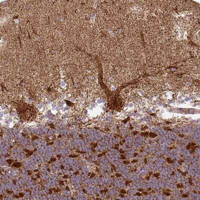 Immunohistochemistry-Paraffin: MT-CO2 Antibody [NBP2-37945] - Staining of human cerebellum shows strong granular cytoplasmic positivity in Purkinje cells.