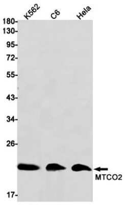 Western Blot: MT-CO2 Antibody (S05-7E7) [NBP3-14958] - Western blot detection of MT-CO2 in K562, C6, Hela cell lysates using MT-CO2 Rabbit mAb (1:1000 diluted). Predicted band size: 26kDa. Observed band size: 21kDa.