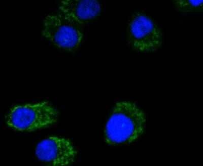 Immunocytochemistry/Immunofluorescence: MT-CO2 Antibody (SC06-88) [NBP2-67617] - Staining MTCO2 in A549 cells (green). The nuclear counter stain is DAPI (blue). Cells were fixed in paraformaldehyde, permeabilised with 0.25% Triton X100/PBS.