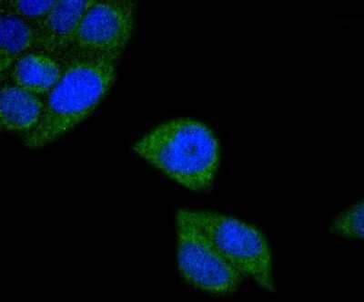 Immunocytochemistry/Immunofluorescence: MT-CO2 Antibody (SC06-88) [NBP2-67617] - Staining MTCO2 in Hela cells (green). The nuclear counter stain is DAPI (blue). Cells were fixed in paraformaldehyde, permeabilised with 0.25% Triton X100/PBS.