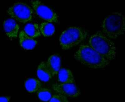 Immunocytochemistry/Immunofluorescence: MT-CO2 Antibody (SC06-88) [NBP2-67617] - Staining MTCO2 in HepG2 cells (green). The nuclear counter stain is DAPI (blue). Cells were fixed in paraformaldehyde, permeabilised with 0.25% Triton X100/PBS.