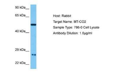 Western Blot: MT-CO2 Antibody [NBP2-87855] - Host: Rabbit. Target Name: MT-CO2. Sample Tissue: Human 786-0 Whole Cell lysates. Antibody Dilution: 1ug/ml