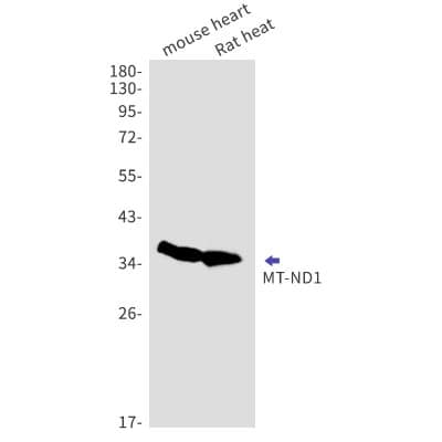 Western Blot: MT-ND1 Antibody (S04-9H6) [NBP3-19702] - Western blot detection of MT-ND1 in mouse heart, Rat heat cell lysates using MT-ND1 Rabbit mAb (1:1000 diluted). Predicted band size: 36kDa. Observed band size: 36kDa.