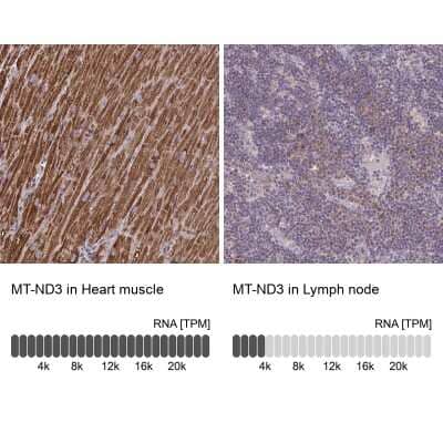 <b>Orthogonal Strategies Validation. </b>Immunohistochemistry-Paraffin: MT-ND3 Antibody [NBP2-38021] - Staining in human heart muscle and lymph node tissues using anti-MT-ND3 antibody. Corresponding MT-ND3 RNA-seq data are presented for the same tissues.