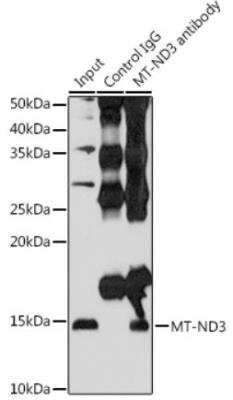 Immunoprecipitation: MT-ND3 Antibody [NBP2-93832] - Analysis of 200ug extracts of HeLa cells using 3ug MT-ND3 antibody.  Western blot was performed from the immunoprecipitate using MT-ND3 antibody at a dilition of 1:500.