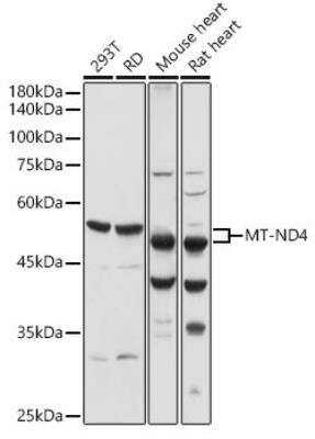 Western Blot: MT-ND4 Antibody [NBP2-93572] - Analysis of extracts of various cell lines, using MT-ND4 antibody  at 1:1000 dilution.Secondary antibody: HRP Goat Anti-Rabbit IgG (H+L) at 1:10000 dilution.Lysates/proteins: 25ug per lane. Blocking buffer: 3% nonfat dry milk in TBST.Detection: ECL Basic Kit. Exposure time: 1s.