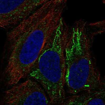 Immunocytochemistry/Immunofluorescence: MT-ND4L Antibody [NBP2-58026] - Staining of human cell line U-2 OS shows localization to mitochondria.