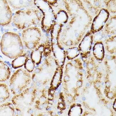 Immunohistochemistry-Paraffin: MT-ND5 Antibody [NBP3-05604] - Mouse kidney using MT-ND5 antibody (NBP3-05604) at dilution of 1:100 (40x lens).