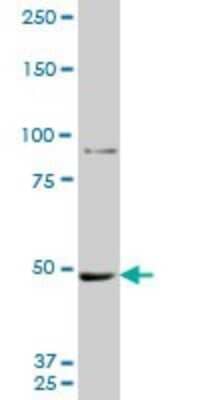 Western Blot: MTA1 Antibody (1C3) [H00009112-M10] - Analysis of MTA1 expression in A-549 (Cat # L025V1).