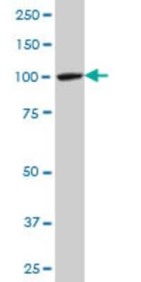 Western Blot: MTA1 Antibody (1C3) [H00009112-M10] - Analysis of MTA1 expression in U-2 OS (Cat # L022V1).