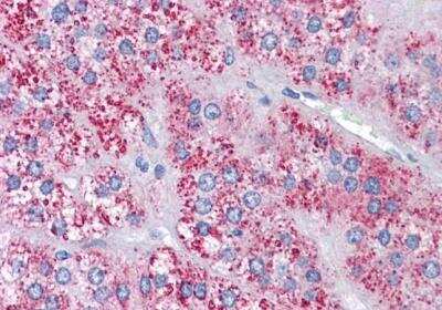 Immunohistochemistry-Paraffin: MTA1 Antibody [NB100-823] - Staining of paraffin embedded Human Adrenal Gland. Steamed antigen retrieval with citrate buffer pH 6, AP-staining.